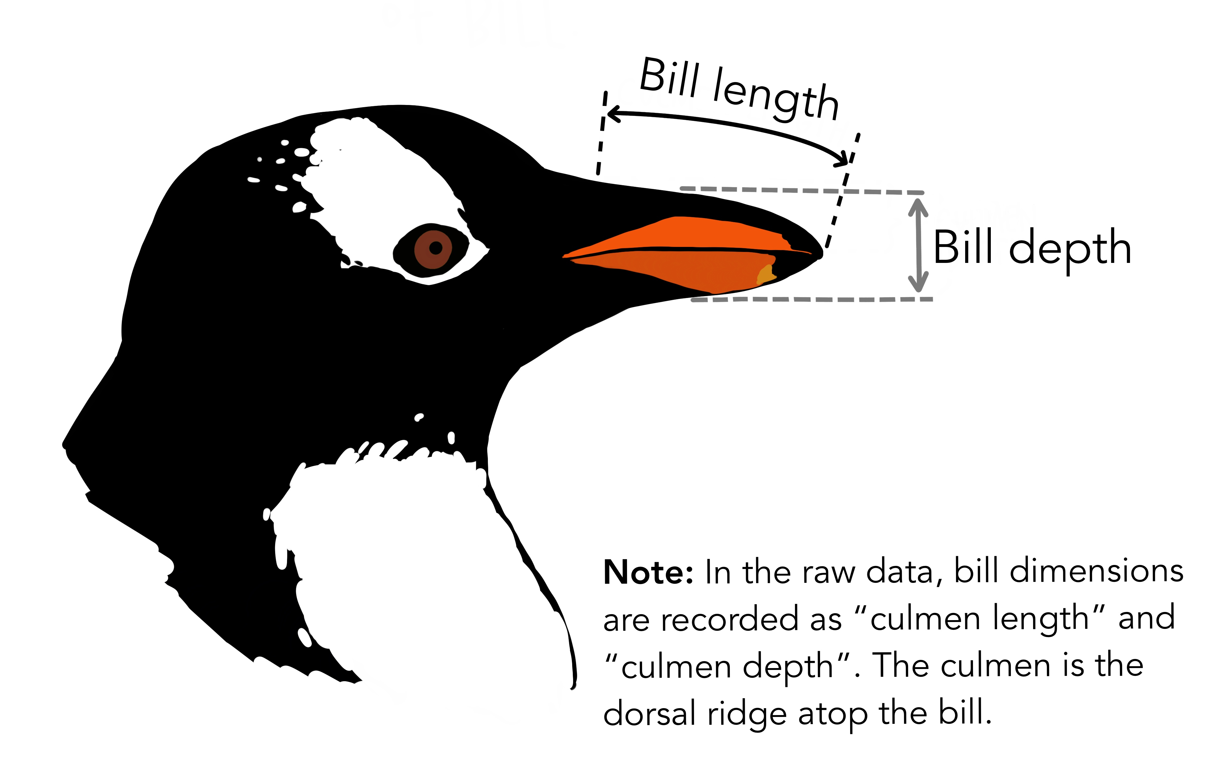 Inset clarifying that in the raw data, bill dimensions are recorded as 'culmen length' and 'culmen depth'. The culmen is the dorsal ridge atop the bill.